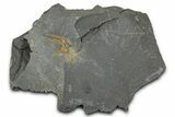 Ordovician Brittle Star (Ophiura) - Morocco #365262-1